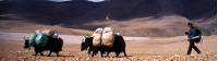 A yak herder and his yaks make their way through fields in Tibet |  <i>Jamie Williams</i>